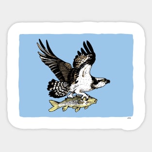 Osprey in Flight Sticker